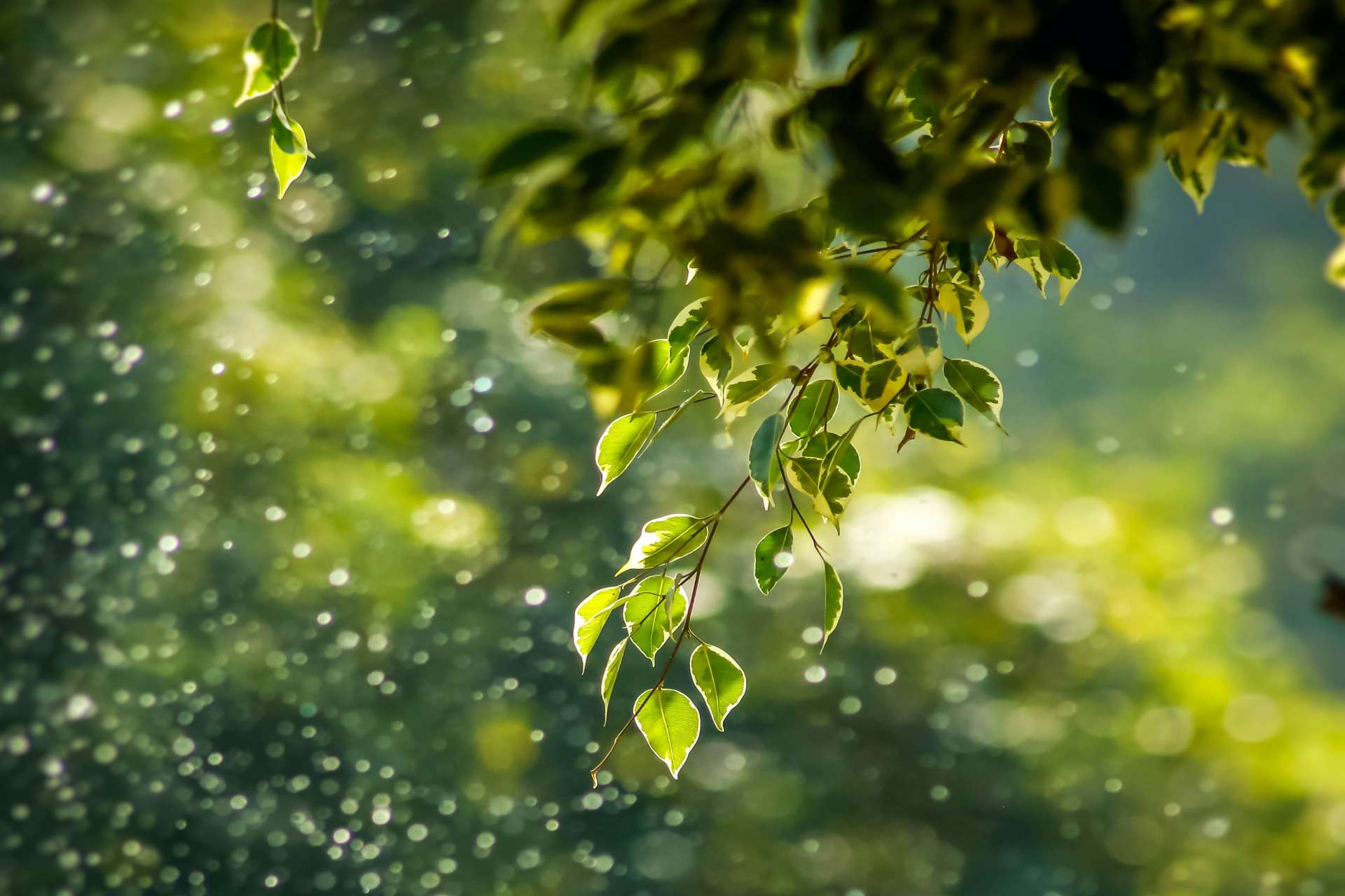 Blätter von einem Baum